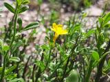 Jasminum fruticans