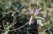Astragalus beypazaricus