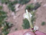 Scutellaria orientalis