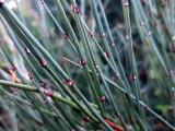 Ephedra major