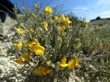 Genista aucheri