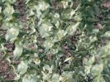 Salsola grandis