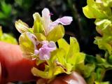 Salvia absconditiflora