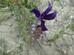 Salvia viridis 