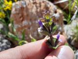Salvia viridis 