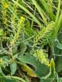 Alkanna orientalis