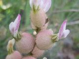 Astragalus anthylloides