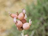 Astragalus anthylloides