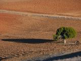 Juniperus foetidissima