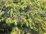 Juniperus communis