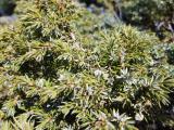 Juniperus communis