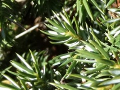 Juniperus communis