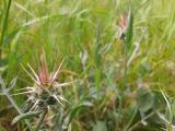 Centaurea urvillei