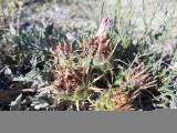 Centaurea urvillei