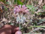 Centaurea urvillei