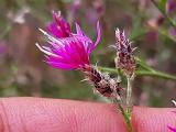 Centaurea virgata