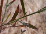 Centaurea virgata