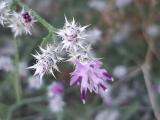 Centaurea virgata