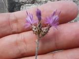 Centaurea virgata