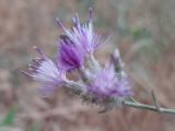 Centaurea virgata