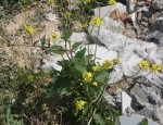 Sinapis arvensis