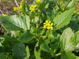 Sinapis arvensis