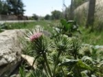 Arctium minus