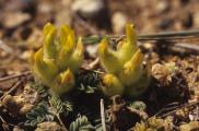 Astragalus vulnerariae