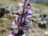 Salvia sclarea