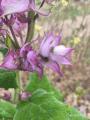 Salvia sclarea