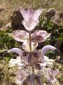 Salvia sclarea