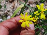 Senecio vernalis