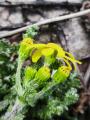 Senecio vernalis