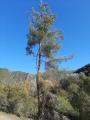 Pinus brutia