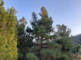 Pinus brutia