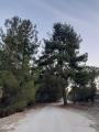 Pinus brutia