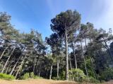 Pinus brutia