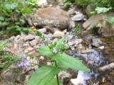 Veronica anagallis-aquatica