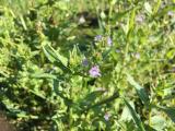 Veronica anagallis-aquatica