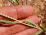Xeranthemum annuum