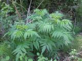 Sambucus ebulus