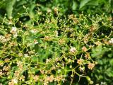 Sambucus ebulus