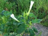 Datura stramonium