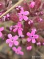 Saponaria prostrata subsp. prostrata