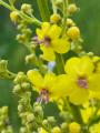 Verbascum sp.