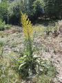 Verbascum sp.
