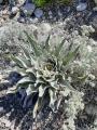 Verbascum sp.