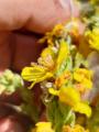 Verbascum sp.