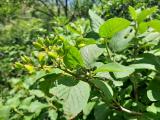 Viburnum lantana