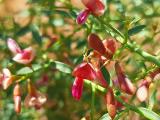 Alhagi maurorum